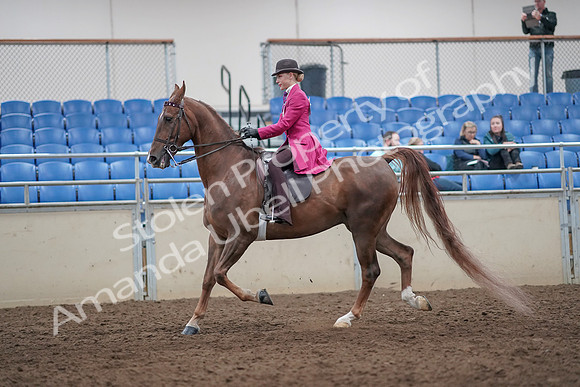 2019 Morgan Horse Show - Aug 31, 2019 - 08630