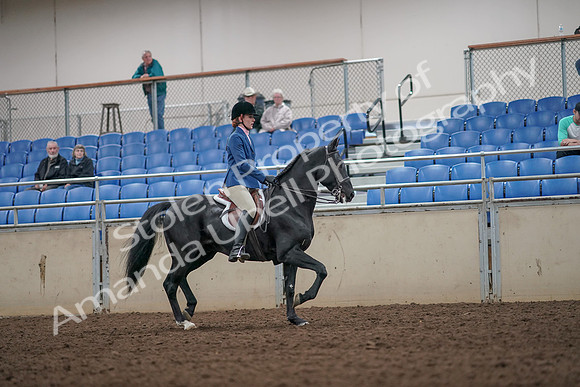 2019 Morgan Horse Show - Aug 31, 2019 - 07465