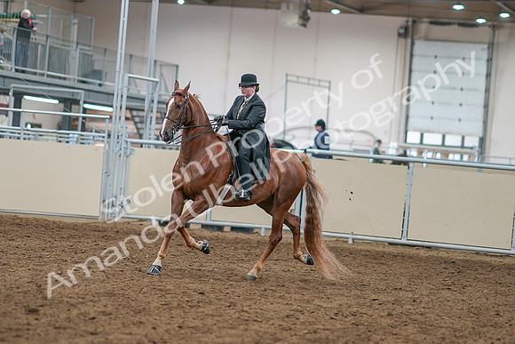 2020 - AB Morgan Horse - Sat, Sept 05 - 07960