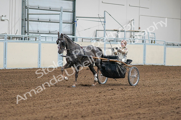 2020 - AB Morgan Horse - Sat, Sept 05 - 05971