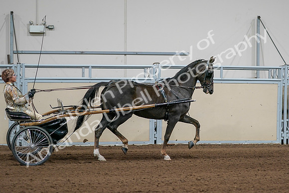 2020 - AB Morgan Horse - Sat, Sept 05 - 05910