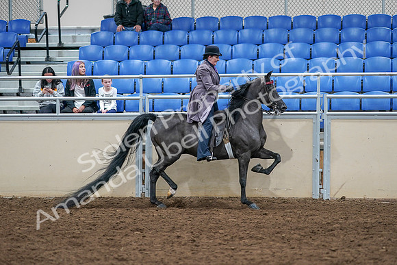 2020 - AB Morgan Horse - Sat, Sept 05 - 13840