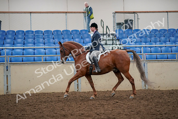 2019 Morgan Horse Show - Aug 30, 2019 - 22224