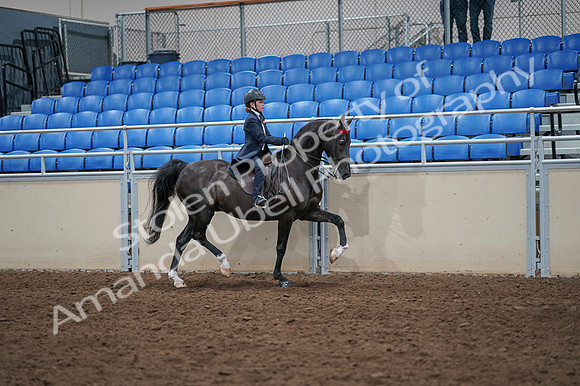 2020 - AB Morgan Horse - Fri, Sept 04 - 03134