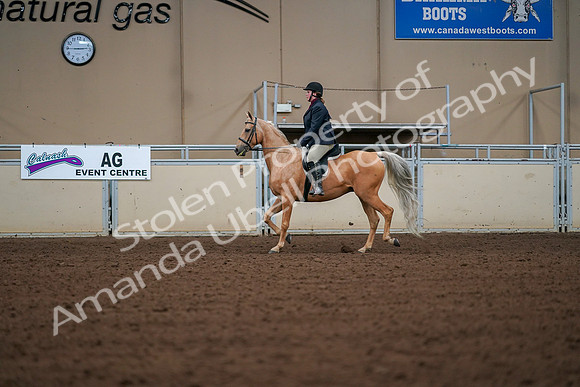 2019 Morgan Horse Show - Aug 30, 2019 - 16177