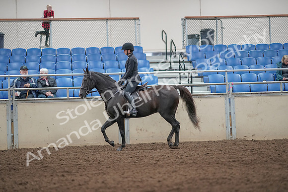 2019 Morgan Horse Show - Aug 31, 2019 - 07187