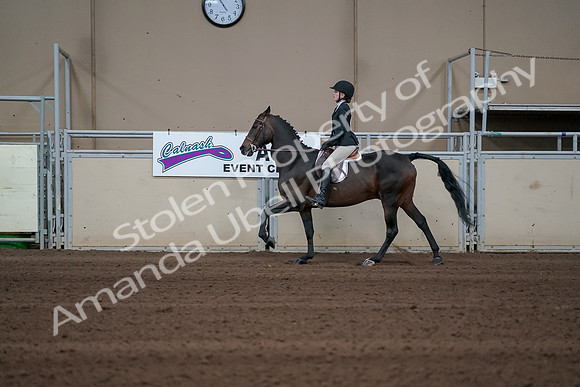 2019 Morgan Horse Show - Sept 01, 2019 - 03783