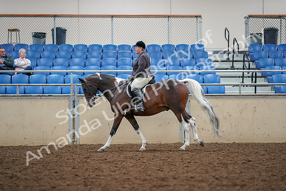 2019 Morgan Horse Show - Aug 30, 2019 - 22341