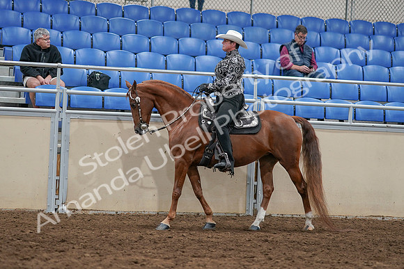2020 - AB Morgan Horse - Sun, Sept 06 - 07513