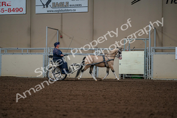 2019 Morgan Horse Show - Aug 30, 2019 - 13458