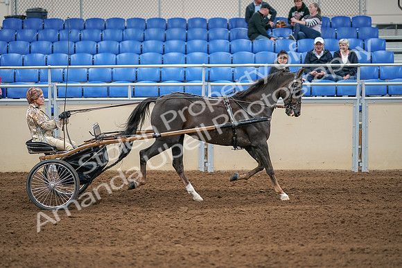 2020 - AB Morgan Horse - Sat, Sept 05 - 05958