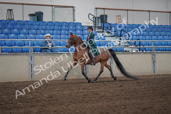 2019 Morgan Horse Show - Sept 01, 2019 - 13164
