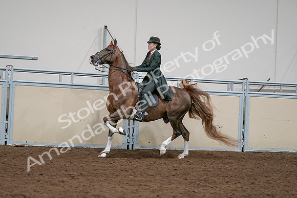 2020 - AB Morgan Horse - Sat, Sept 05 - 13046
