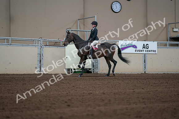 2019 Morgan Horse Show - Sept 01, 2019 - 03969