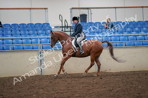 2019 Morgan Horse Show - Aug 30, 2019 - 16411