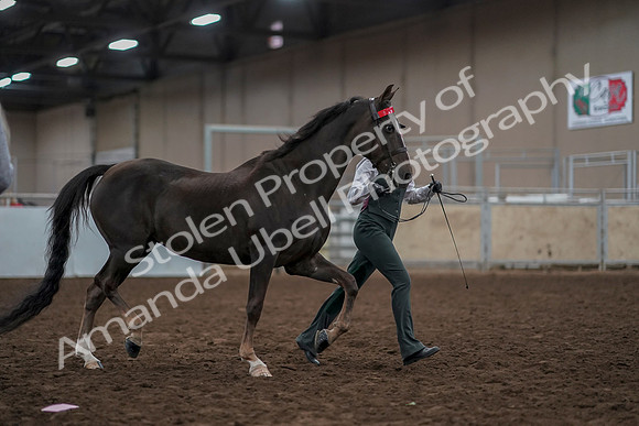 2019 Morgan Horse Show - Aug 31, 2019 - 01898