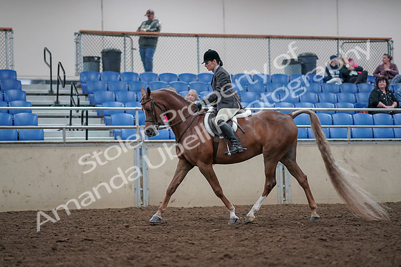 2019 Morgan Horse Show - Aug 31, 2019 - 15943