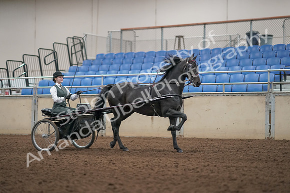 2019 Morgan Horse Show - Aug 31, 2019 - 04709