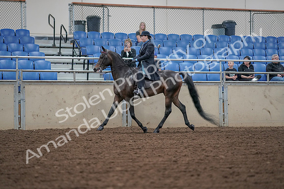 2019 Morgan Horse Show - Aug 30, 2019 - 15293