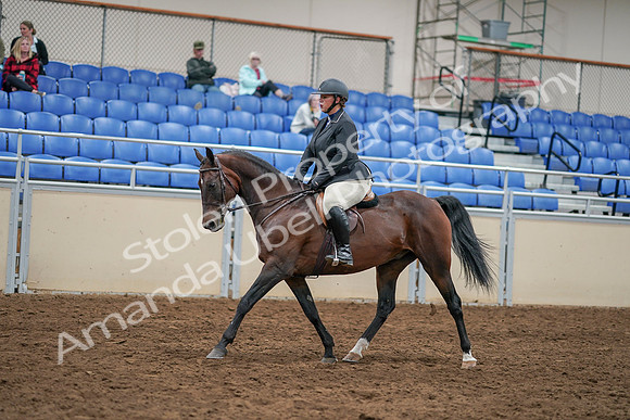 2020 - AB Morgan Horse - Sat, Sept 05 - 14469