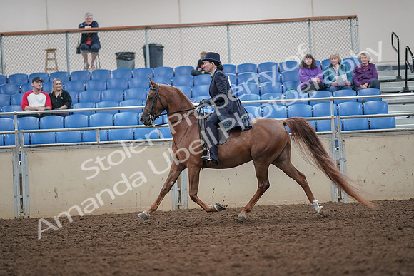 2019 Morgan Horse Show - Aug 30, 2019 - 26778