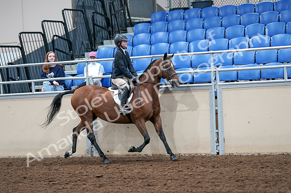 2020 - AB Morgan Horse - Fri, Sept 04 - 02178