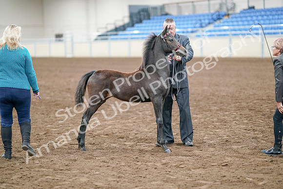 2020 - AB Morgan Horse - Sat, Sept 05 - 00497