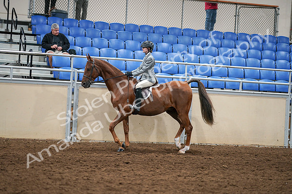 2020 - AB Morgan Horse - Fri, Sept 04 - 02962