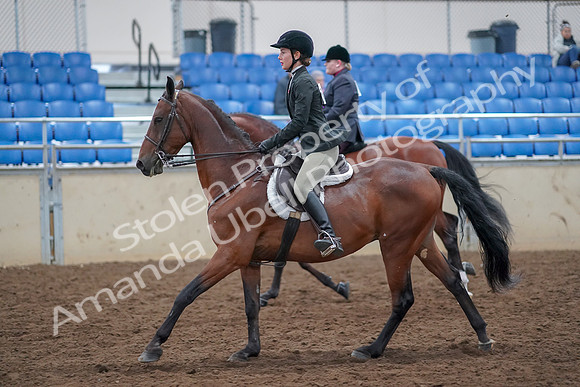 2019 Morgan Horse Show - Aug 30, 2019 - 20605