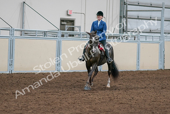 2020 - AB Morgan Horse - Sat, Sept 05 - 05232