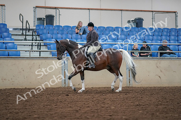 2019 Morgan Horse Show - Aug 30, 2019 - 16029