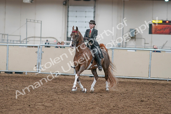 2020 - AB Morgan Horse - Sat, Sept 05 - 12938