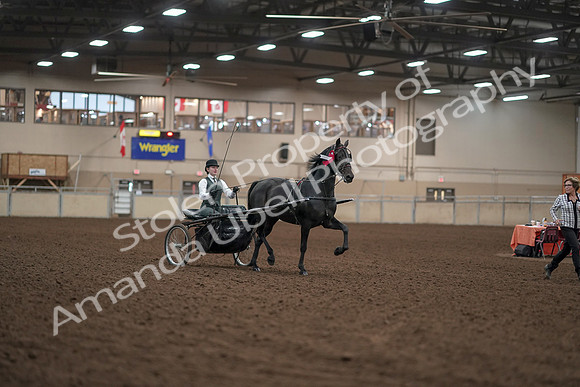 2019 Morgan Horse Show - Aug 31, 2019 - 04789