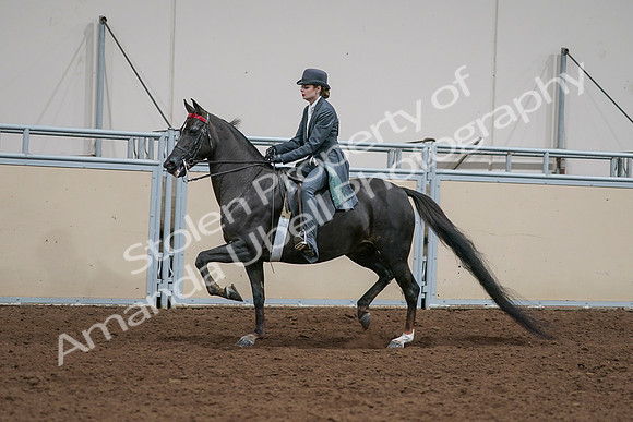 2020 - AB Morgan Horse - Sat, Sept 05 - 13646