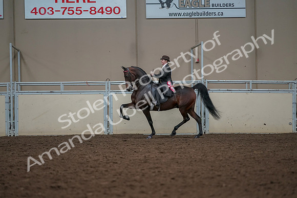 2019 Morgan Horse Show - Aug 30, 2019 - 28330