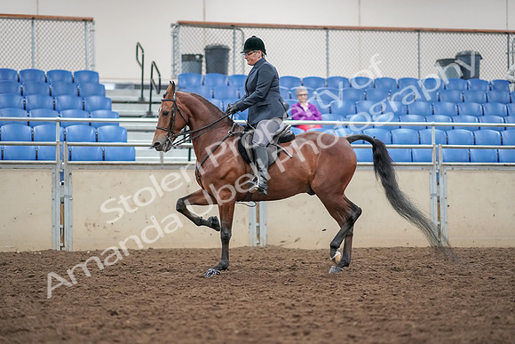 2019 Morgan Horse Show - Aug 30, 2019 - 20203