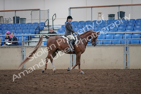 2019 Morgan Horse Show - Aug 31, 2019 - 16076