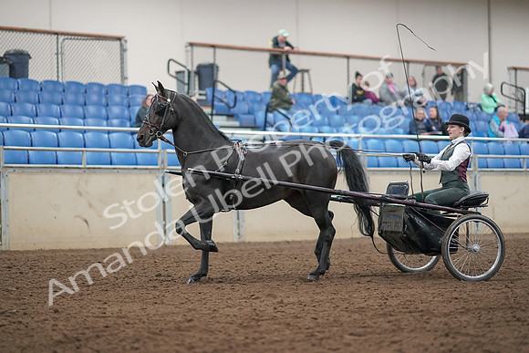 2019 Morgan Horse Show - Aug 31, 2019 - 04630