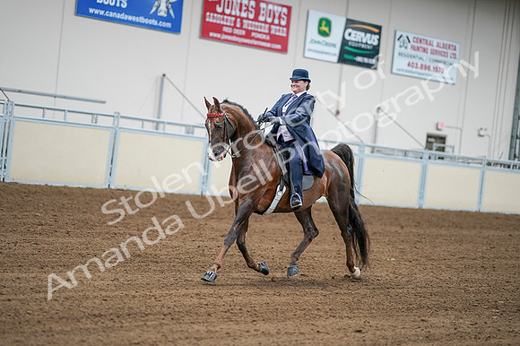 2020 - AB Morgan Horse - Fri, Sept 04 - 08202