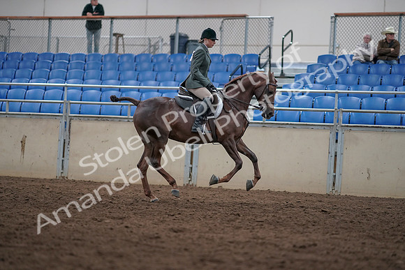 2019 Morgan Horse Show - Sept 01, 2019 - 08845
