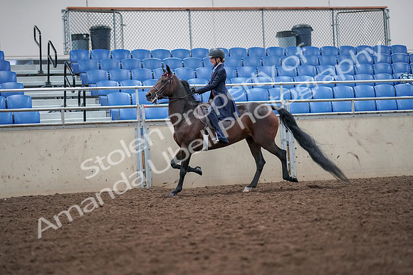 2019 Morgan Horse Show - Aug 30, 2019 - 17792