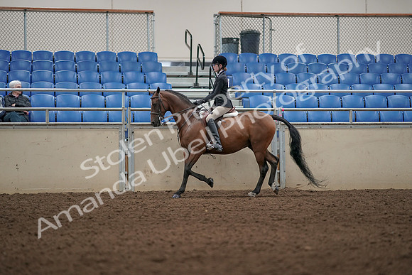 2019 Morgan Horse Show - Aug 31, 2019 - 04971