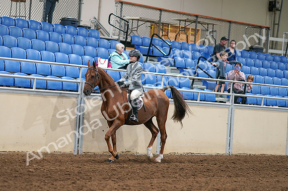 2020 - AB Morgan Horse - Fri, Sept 04 - 02946