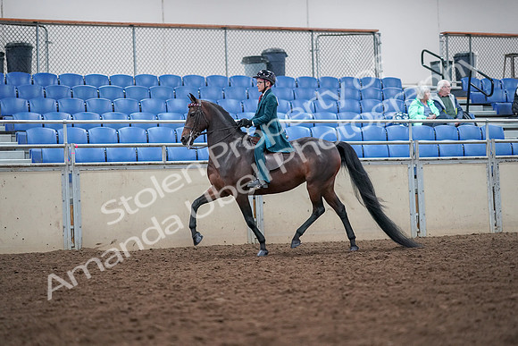 2019 Morgan Horse Show - Aug 30, 2019 - 17890