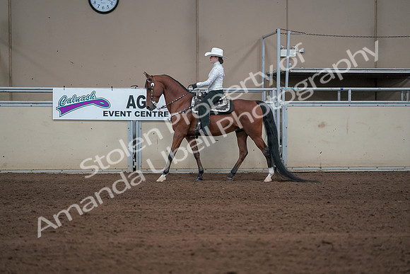 2019 Morgan Horse Show - Sept 01, 2019 - 06951