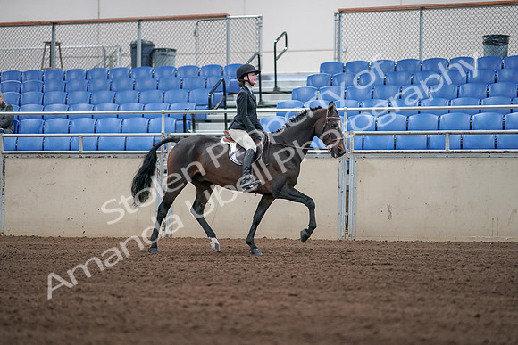 2019 Morgan Horse Show - Sept 01, 2019 - 03817