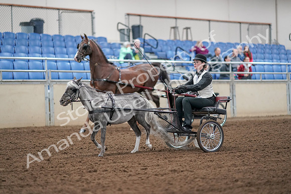 2019 Morgan Horse Show - Aug 30, 2019 - 13265