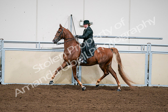 2020 - AB Morgan Horse - Sat, Sept 05 - 08055