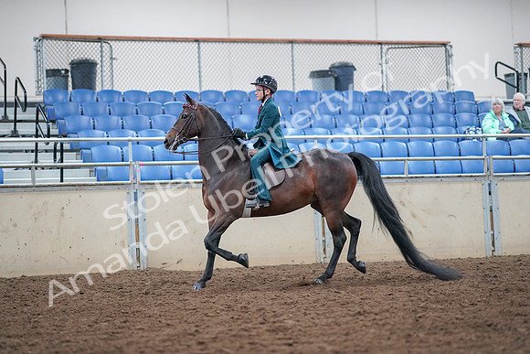 2019 Morgan Horse Show - Aug 30, 2019 - 17848