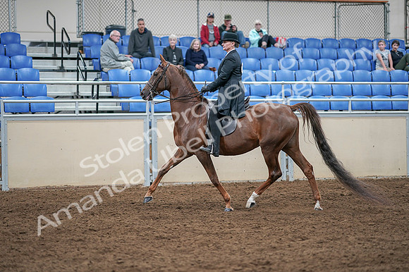 2020 - AB Morgan Horse - Fri, Sept 04 - 07936